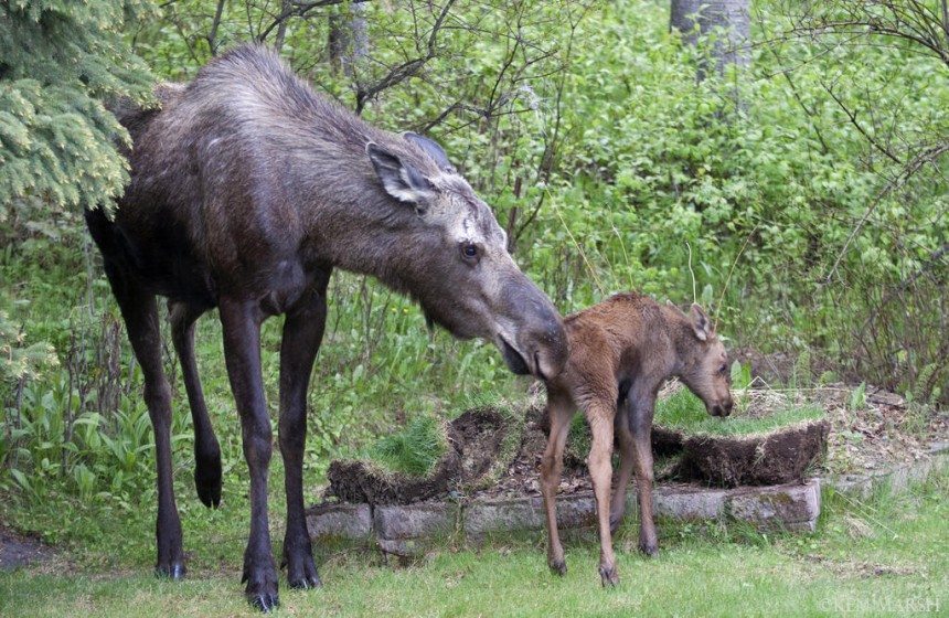 A cow moose nuzzles its newborn calf; cows are protective moms and will aggressively defend their young, especially in the days immediately following their birth. Used with permission of Alaska Department of Fish and Game