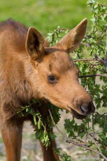 Cinnamon colored, moose calves usually weigh 30 to 35 pounds when they’re born in late May or early June and will weigh 300 to 400 pounds by the fall. Photo: Doug Lindstrand