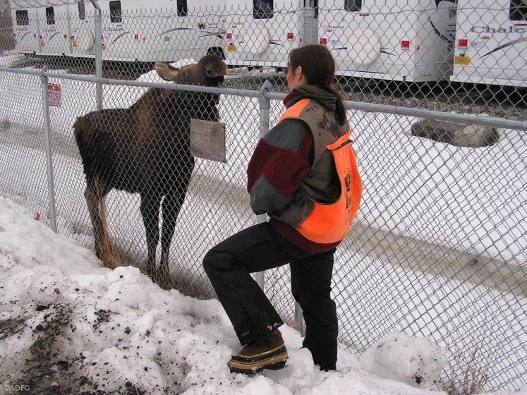 Former Alaska wildlife manager Jessy Coltrane watches a young moose that got “stuck” inside a fenced area and will need help finding its way out. Used with permission of Alaska Department of Fish and Game