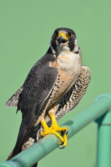 7 Peregrine Falcon Photo Mike Houck DSC_0240