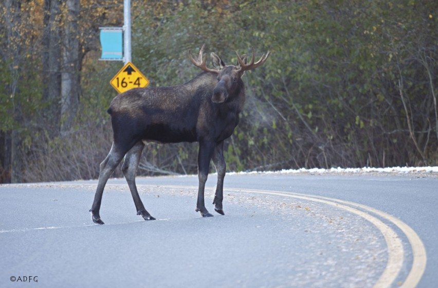 A moose pauses while crossing an Anchorage street; moose-vehicle collisions are especially a concern in winter driving conditions. Used with permission of Alaska Department of Fish and Game