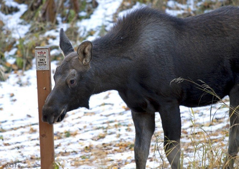 Though most Anchorage residents love sharing their city with moose, conflicts are inevitable, for example when moose and outdoors enthusiasts meet along trails. Used with permission of Alaska Department of Fish and Game