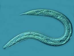 9 Nematode