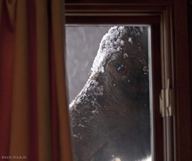 Up close and personal: portrait of a moose standing beside the window of an Anchorage home. Used with permission of Alaska Department of Fish and Game