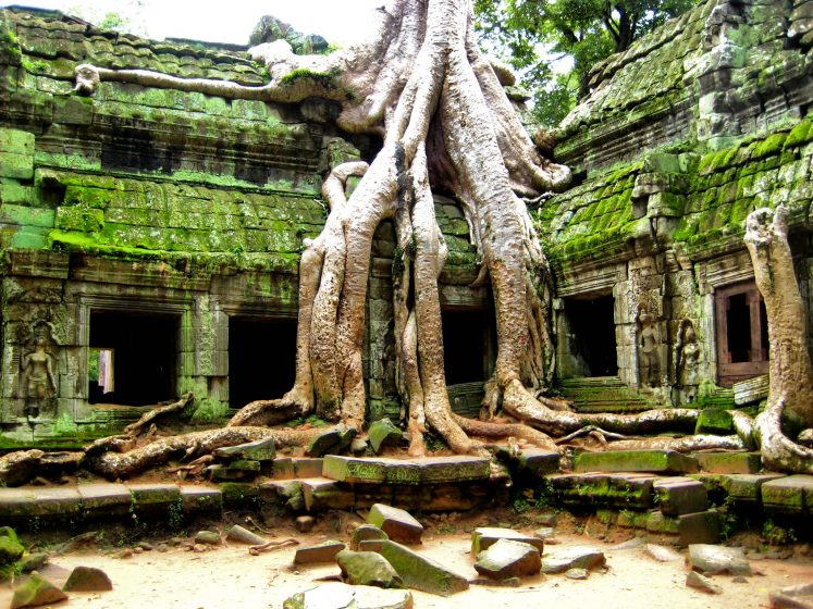More_Angkor_Trees_(1503334934)
