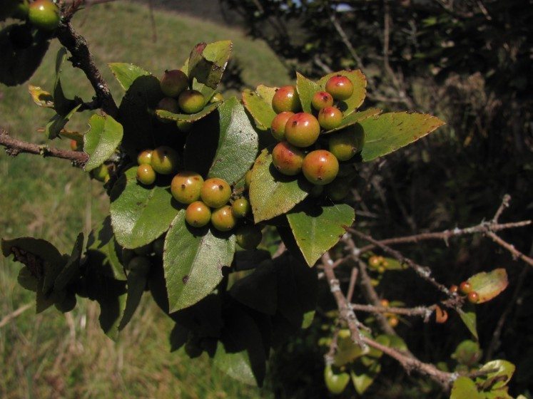 BrushHolly_Xylosma_spiculifera_2014_MHS