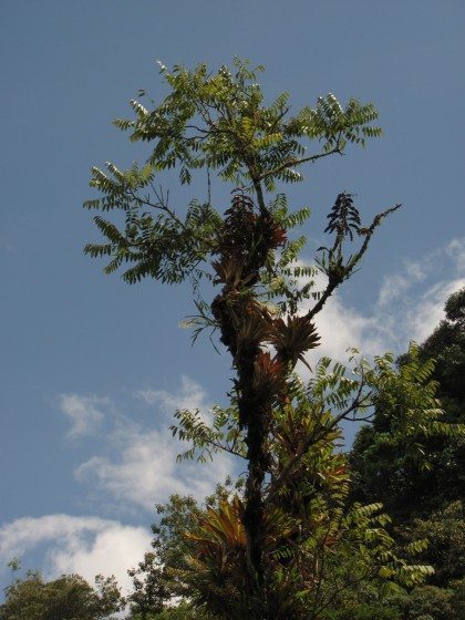 MountainSpanishCedar_Cedrela_montana_InItsNaturalHabitat_2012_MHS