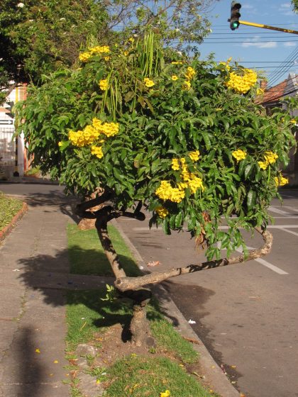 YellowTrumpet-flower_Tecoma_stans_InTheStreetsOfBogota_2013_MHS