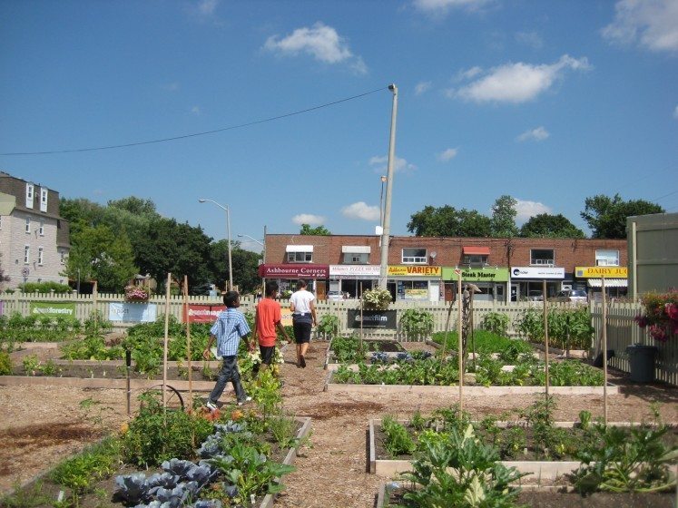 Bloor Acorn Community Garden RIP