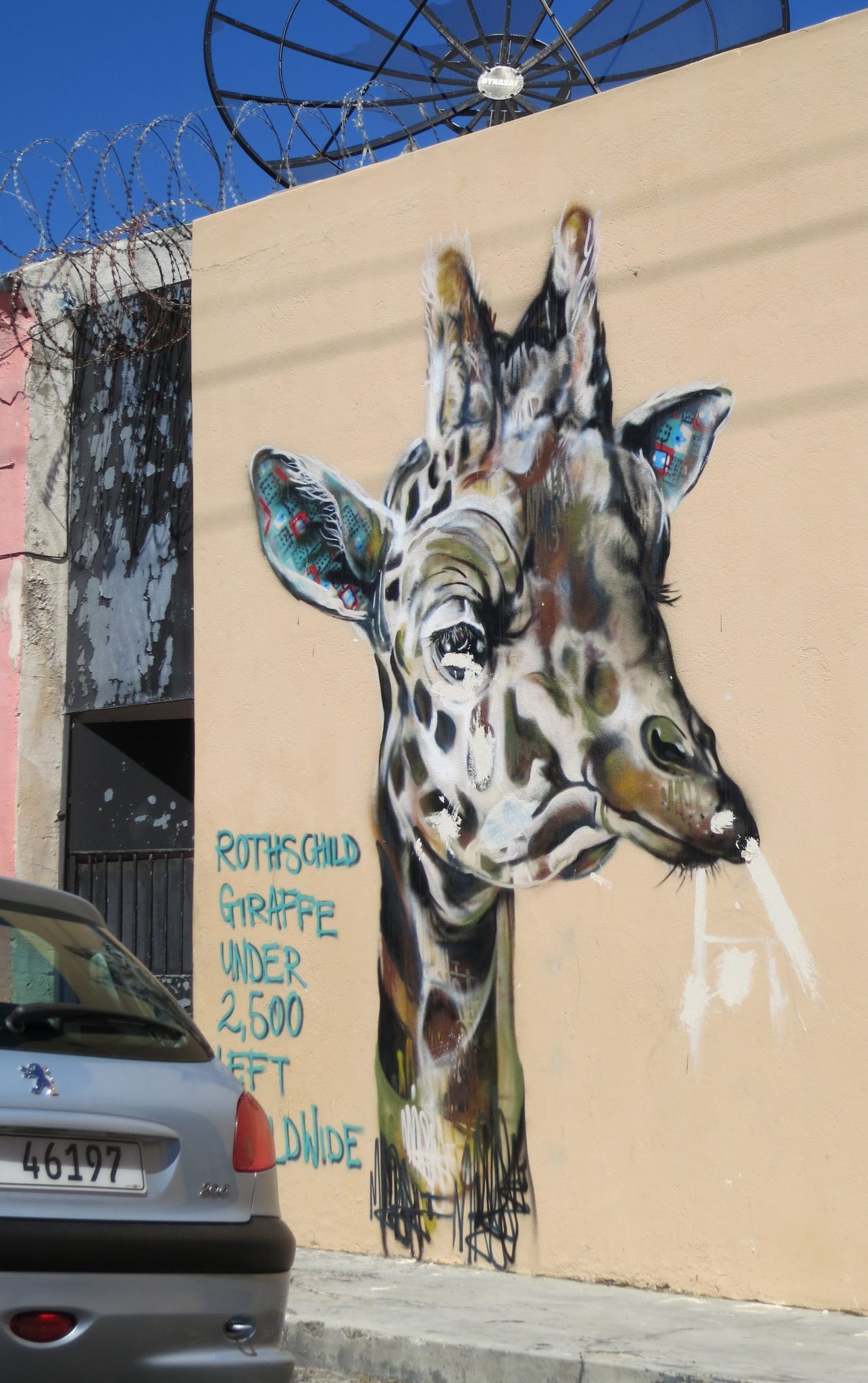 The conservation status of Rothschild Giraffe, in Cape Town. Photo: Jaques de Satage