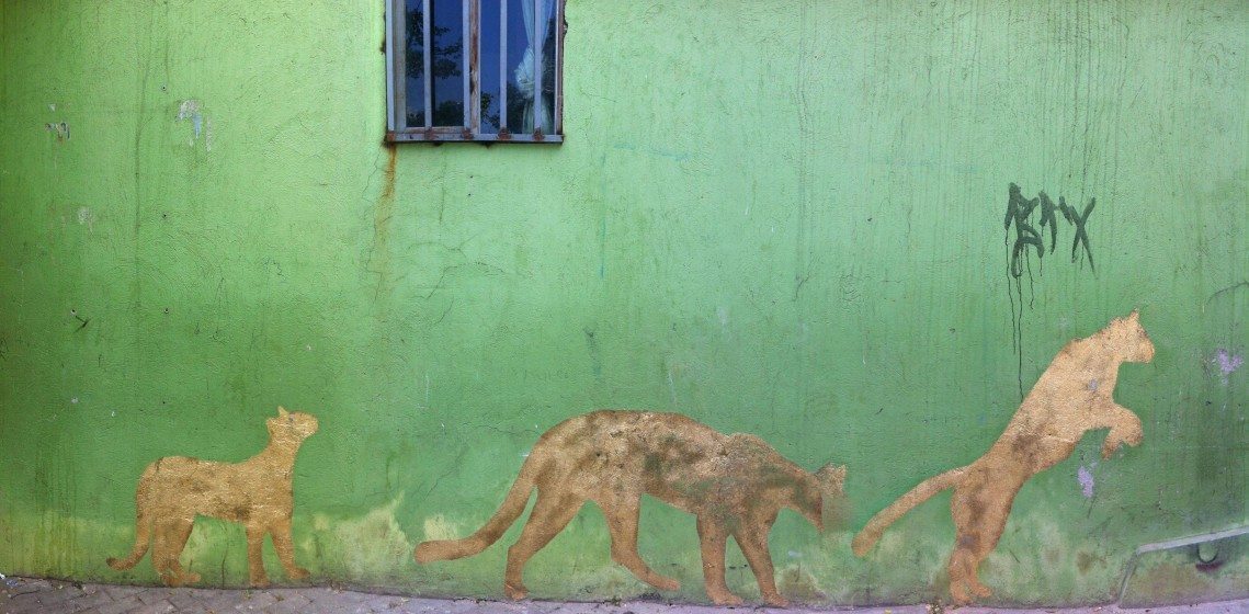 Pumas stalk across a walk in Medellín, Colombia. Photo: David Maddox