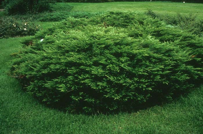 Juniperus sabina 'Acadia' LADWP