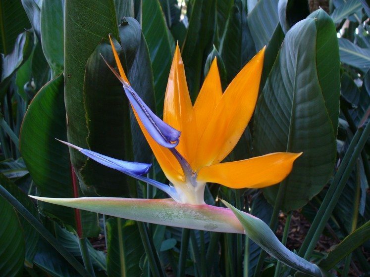 Strelitzia_reginae_Wikimedia