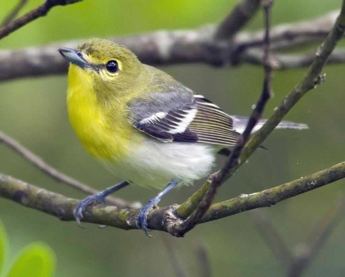 Yellow-throated_Vireo_(audubon)