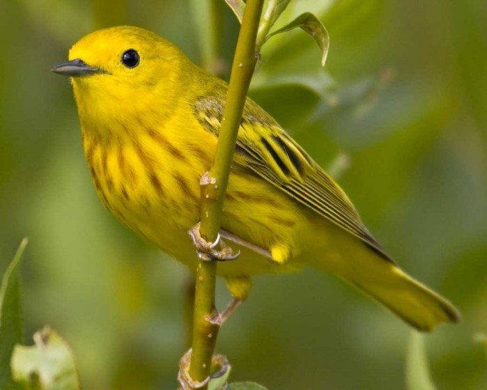 Yellow_Warbler_(audubon)