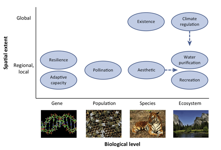 Figure 3. Different attributes of biodiversity and their relevance for conservation at different spatial scales (From Pearson, 2016)