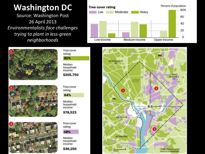 Washington Tree Cover--David Maddox