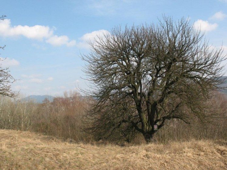 Wild Pear Tree_Jana Karasová