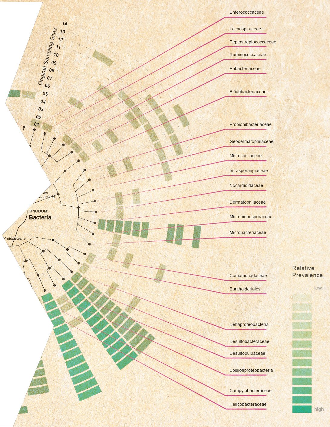 This phylogenetic tree illustrates the diversity of life found in the Gowanus Canal, a result of its parent microbiological makeup, the introduction of foreign materials through increased trade and shipping, and subsequent adaptations to the urban, industrial environment. Credit: BK BioReactor team (www.bkbioreactor.com).