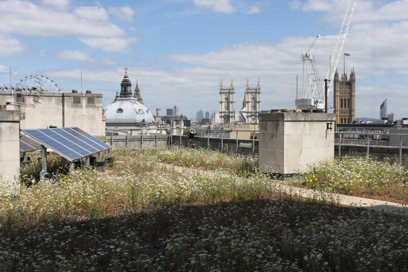 Biodiverse extensive green roof london