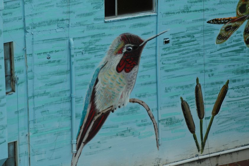 Image 12 Anna's Hummingbird male Photo Mike Houck