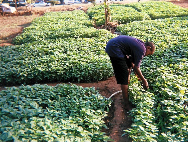 Urban agriculture, agroecology, school and community gardens