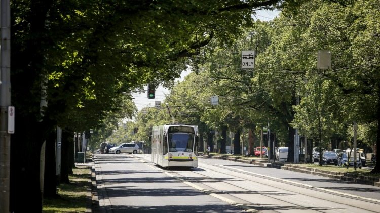 Melbourne trees and trams