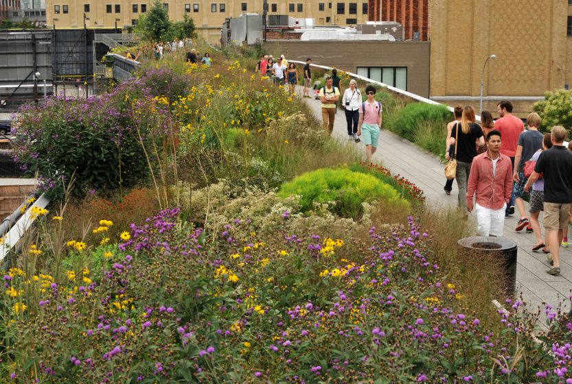 Chelsea grasslands in full late-summer bloom. Credit: © Steven Sevenughaus