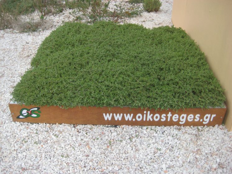 A one square metre green roof plot. Photo: Andrew Clements