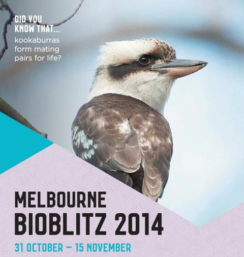 CoM-BioBlitz-Poster-Cropped