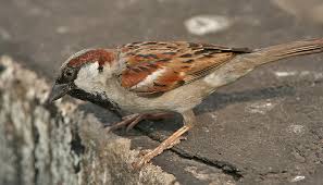 HouseSparrow