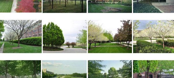 Sculk Vegetation? I don't know if anyone has done this (highly think people  have done this) but heres some design's of trees you would probably find in  Sculk biomes or dimensions. 