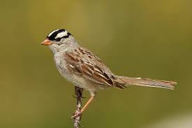 A White Crowned Sparrow.