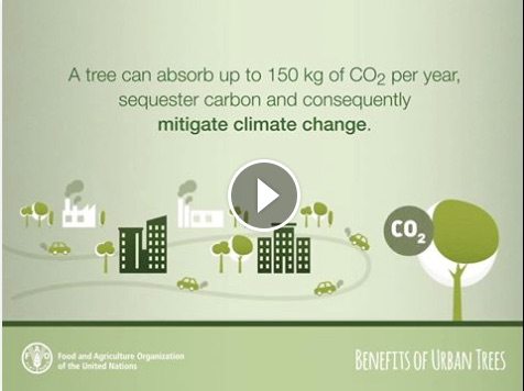 fao-benefits-of-trees-video