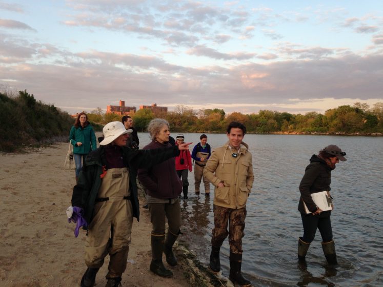 nac-horseshoe-crab-monitoring-brooklyn