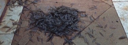 termite-wings-photo-vanessa-watey