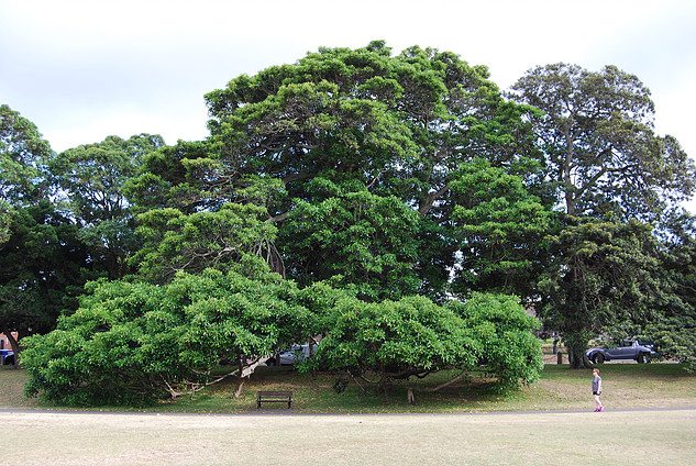 tree-moore-park