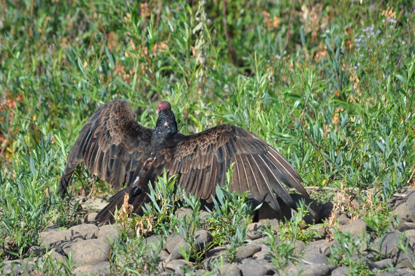 turkey-vulture-sunning-photo-mike-houck-dsc_0969