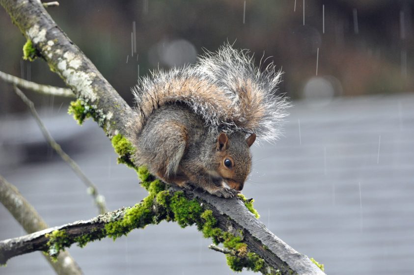 young-squirrel-photo-mike-houck-dsc_0197