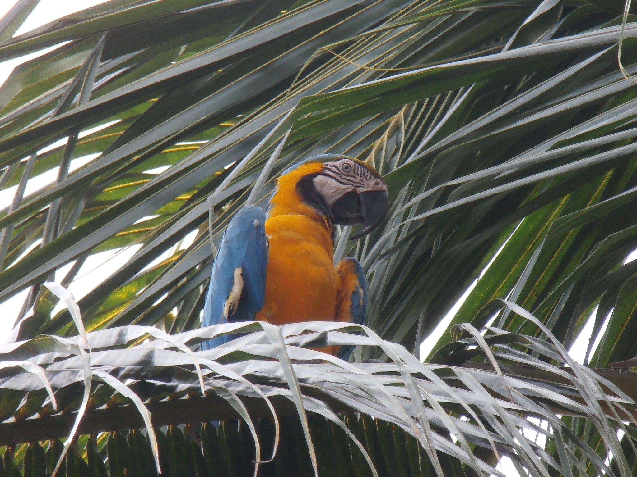Guyana—the Birding World’s Best Kept Secret? The Nature