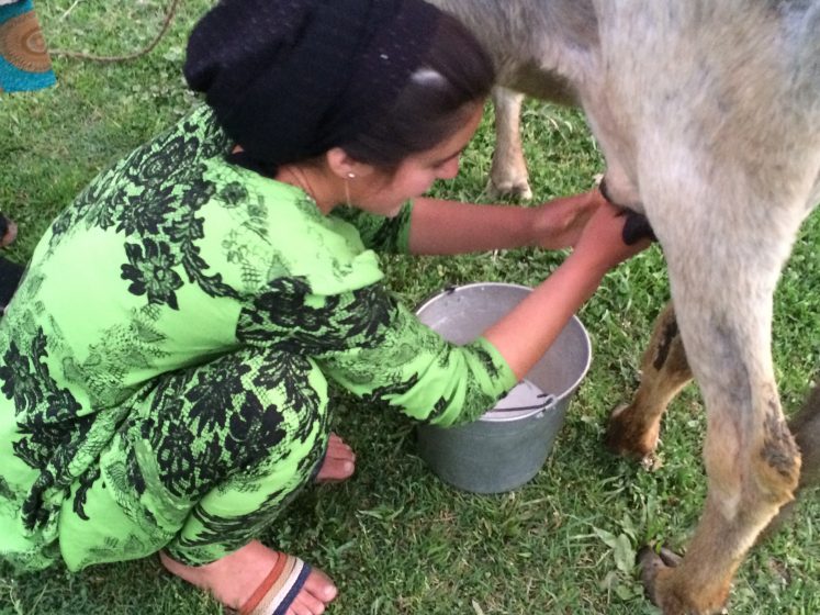 tajik-young-women-milking-cow