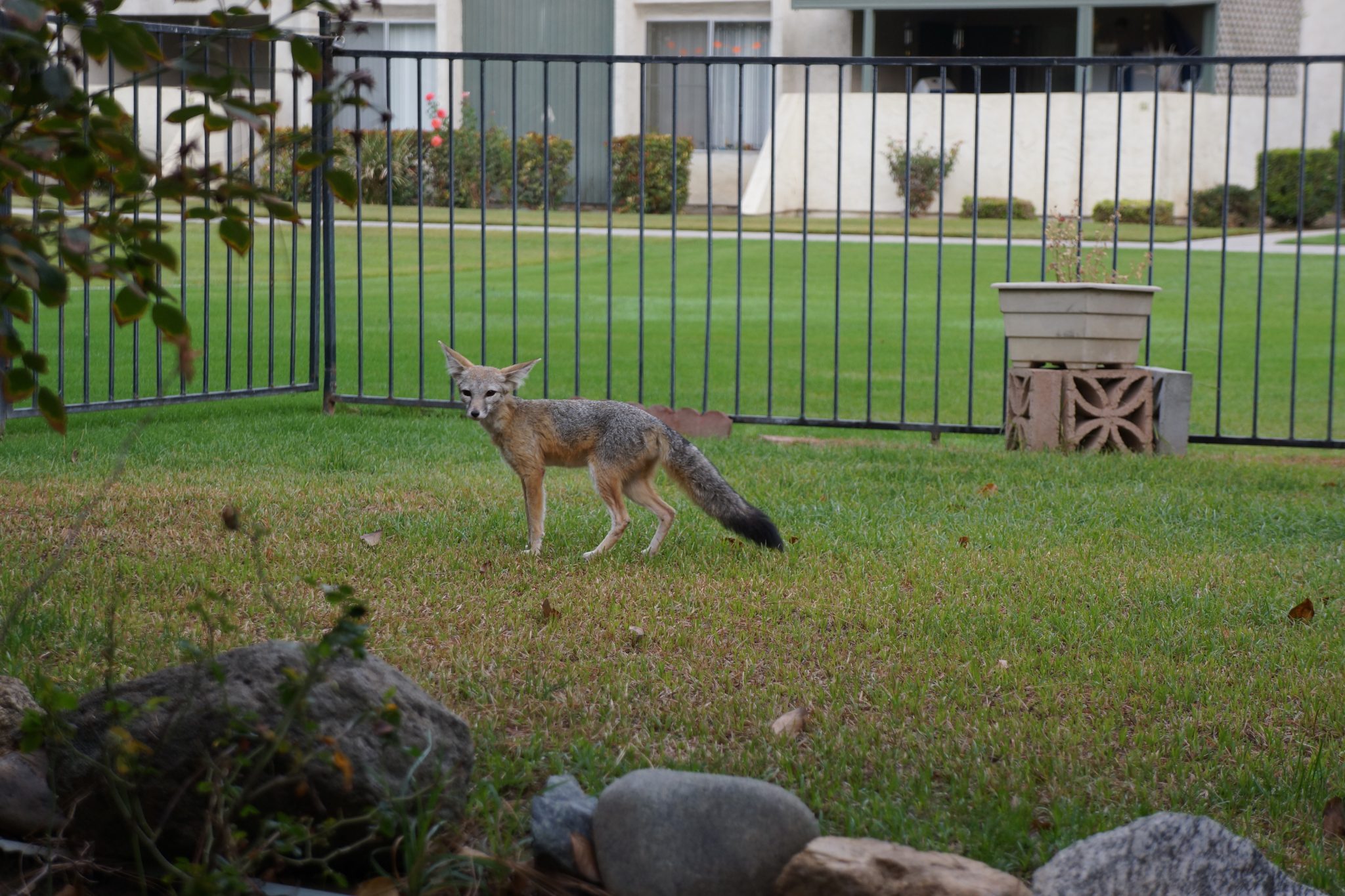 How a Little Endangered Fox Found Sanctuary in a California Oil Town The Nature of Cities