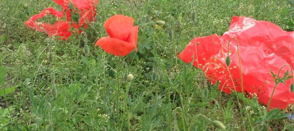 Time Of The Poppies The Nature Of Cities - 