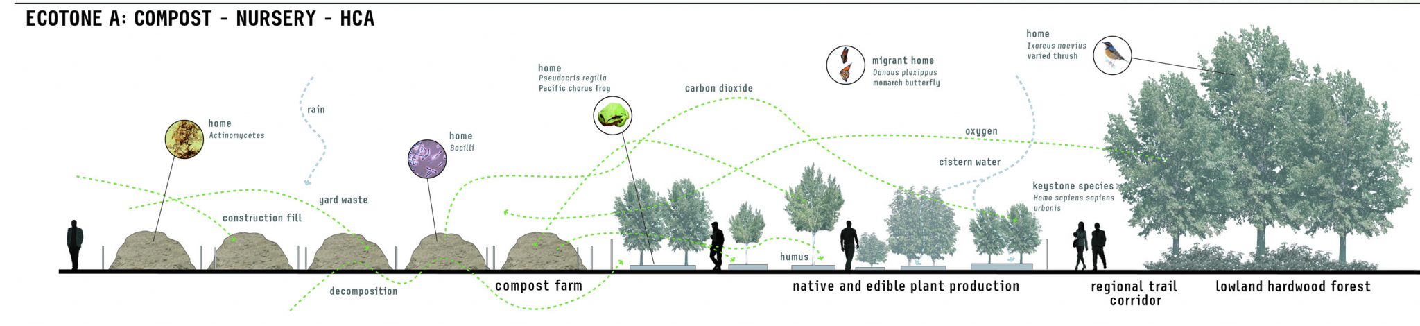 the nature of an edge or ecotone the nature of an edge or ecotone