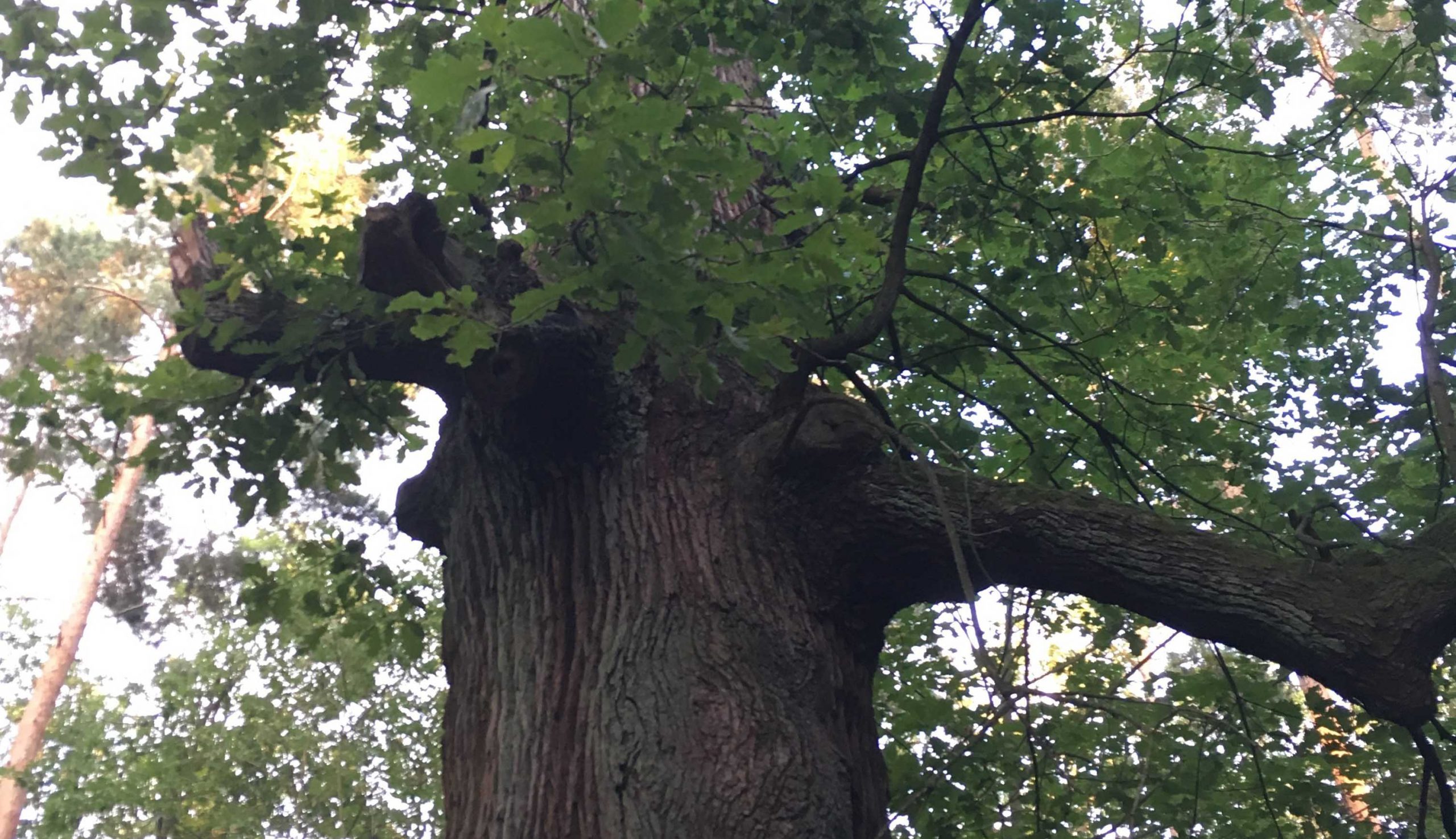 What is this white fluff on my Oak tree? It's falling everywhere! Located  in Southern US. : r/gardening