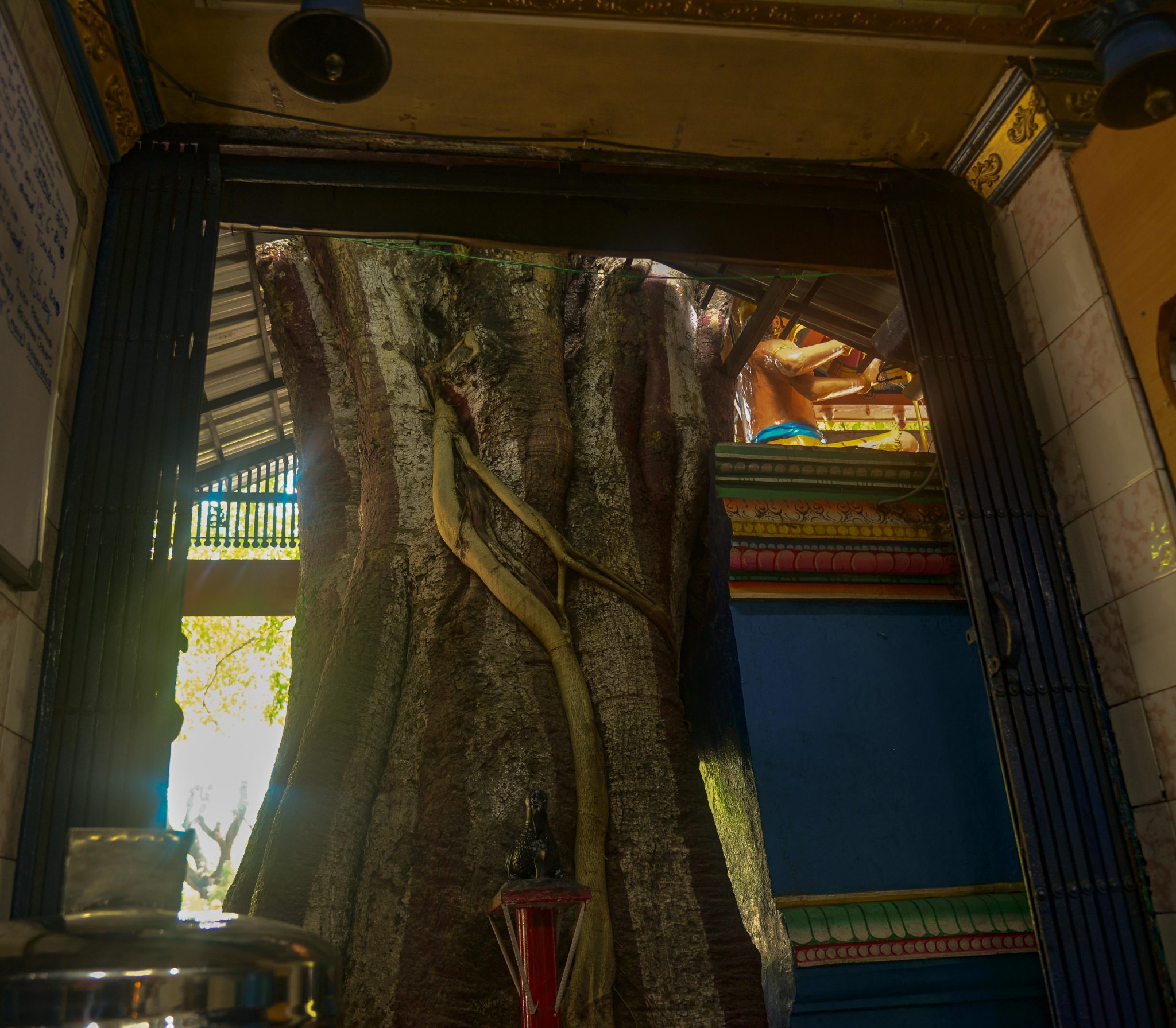 The Maha Muniswara temple, built around a Ficus tree. Photo credit: Suri Venkatachalam The Maha Muniswara temple, built around a Ficus tree. Photo credit: Suri Venkatachalam