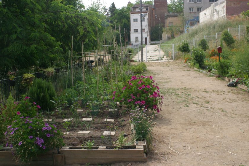 High Altitude Gardening Mountain Lilacs