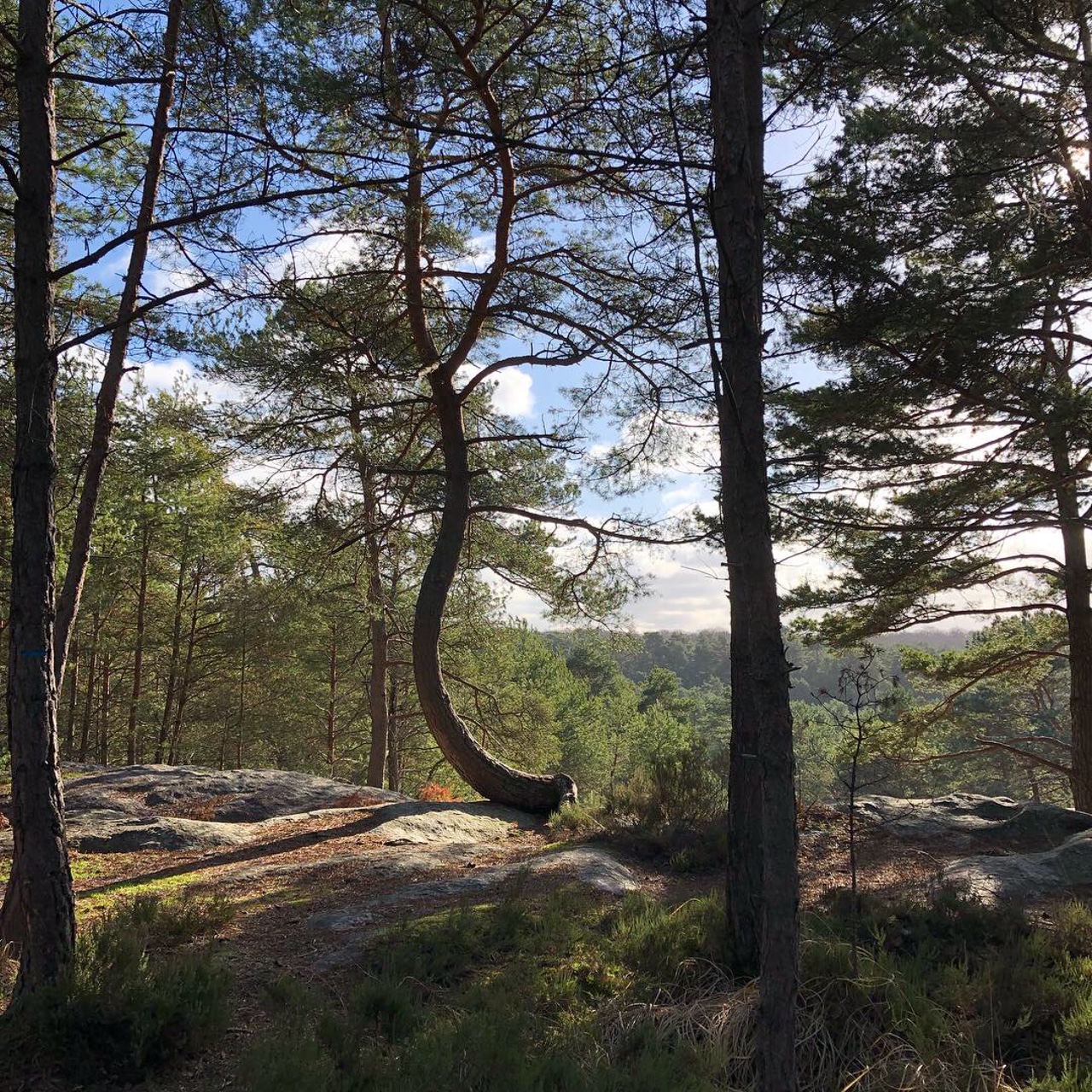 Offsets in the forests  Mouvement Mondial pour les Forêts Tropicales