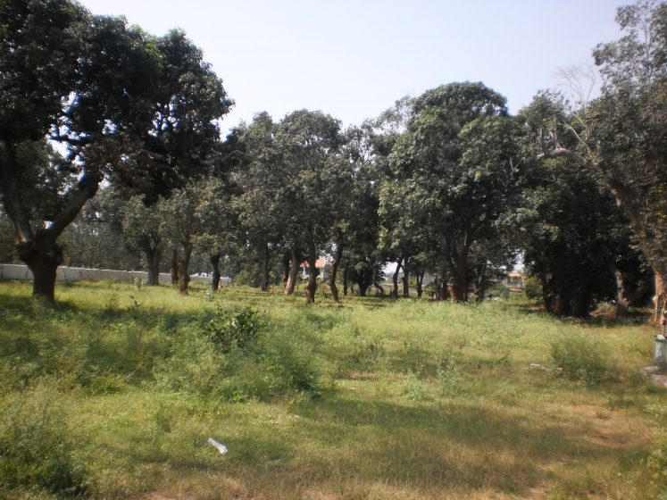 A gunda thope (wooded grove)