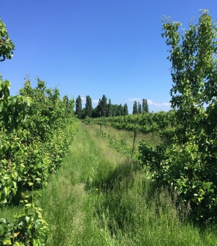 An open field lined with trees